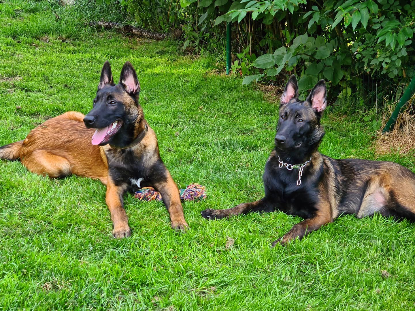 Brother & Sister 💪🤩
Le Merdock & Lolly

#throwback #siblings #malinois #malinoisofinstagram #malinoisworld #workingmalinois #workingdogs #workingdogsofinstagram #k9dogs