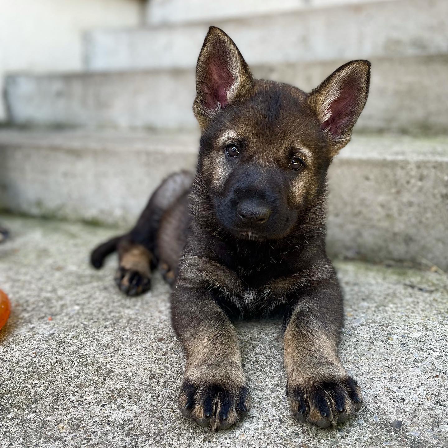 KEANU vom Hunnenkönig #puppy 
7 weeks old 

#germanshepherd #germansheperdsofinstagram #germansheperdpuppy #workingdogs #k9 #k9dog #policedog #dogsofinstagram #vomhunnenkönig #atillayueksel