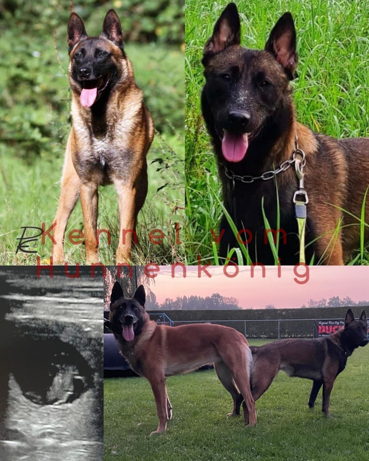 CORRALET LOLLY is succsessfully mated ‼️ YES #ecxited 💥

CORRALET LOLLY is pregnant by Ramsack van Rockpinsch @ramsackvanrockpinsch 💪🏽 We are expecting high driving, robust Malinois puppies in early November! 

For questions and reservations please send an email or message.

#malinois #malinoispuppy #malinoisofinstagram #workingmalinois #workingdogs #puppiesofinstagram #malinoislovers #malinoisworld #vomhunnenkönig #atillayueksel