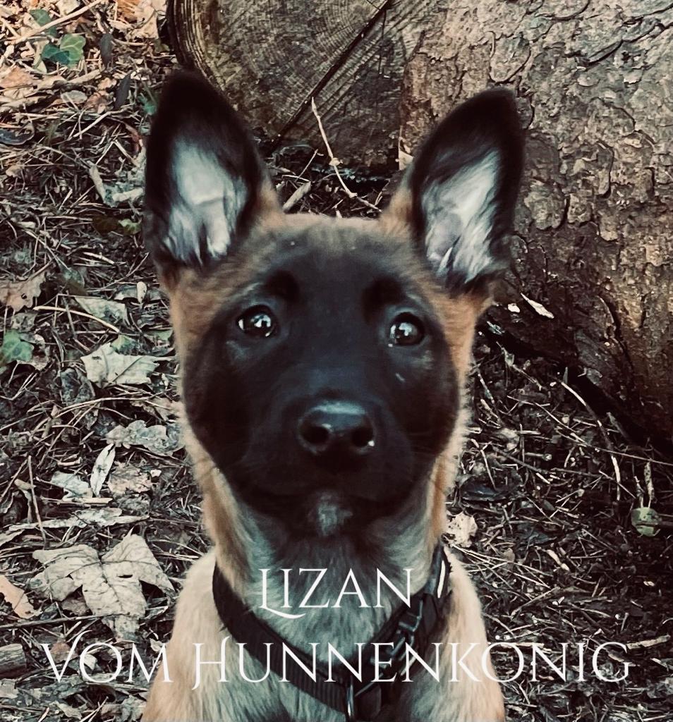 *exciting – Lizan vom Hunnenkönig